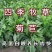 串叶松香草牧草种子多年生猪牛羊鹅畜禽食用华夏神菊教授菊籽