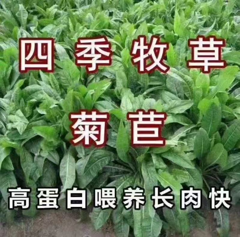 串叶松香草牧草种子多年生猪牛羊鹅畜禽食用华夏神菊教授菊籽