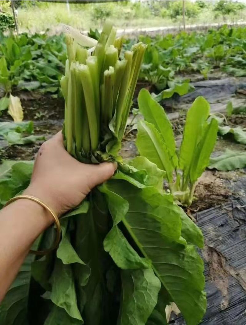 串叶松香草牧草种子多年生猪牛羊鹅畜禽食用华夏神菊教授菊籽