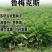 串叶松香草牧草种子多年生猪牛羊鹅畜禽食用华夏神菊教授菊籽