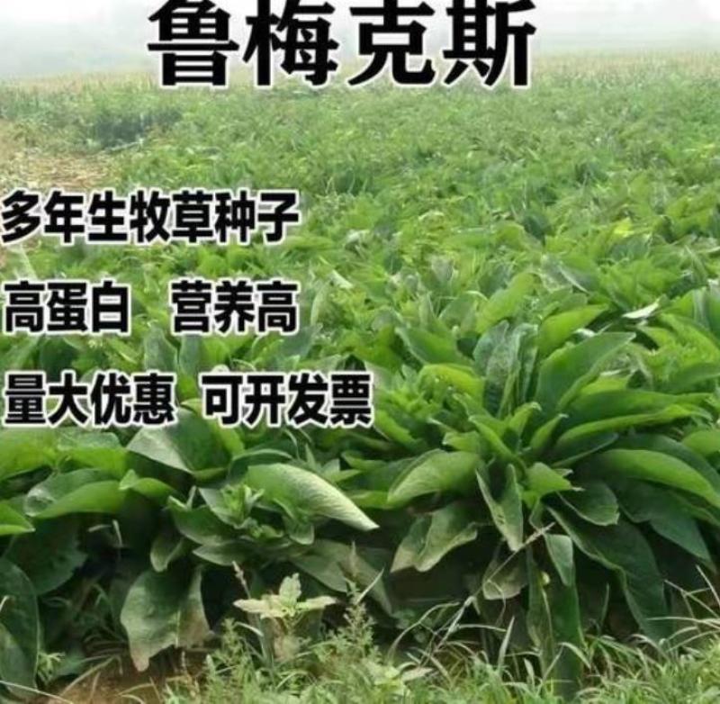 串叶松香草牧草种子多年生猪牛羊鹅畜禽食用华夏神菊教授菊籽