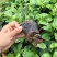 百香果苗