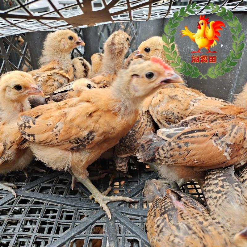 出售麻羽高产绿壳蛋鸡脱温苗一个月土鸡蛋鸡脱温鸡苗