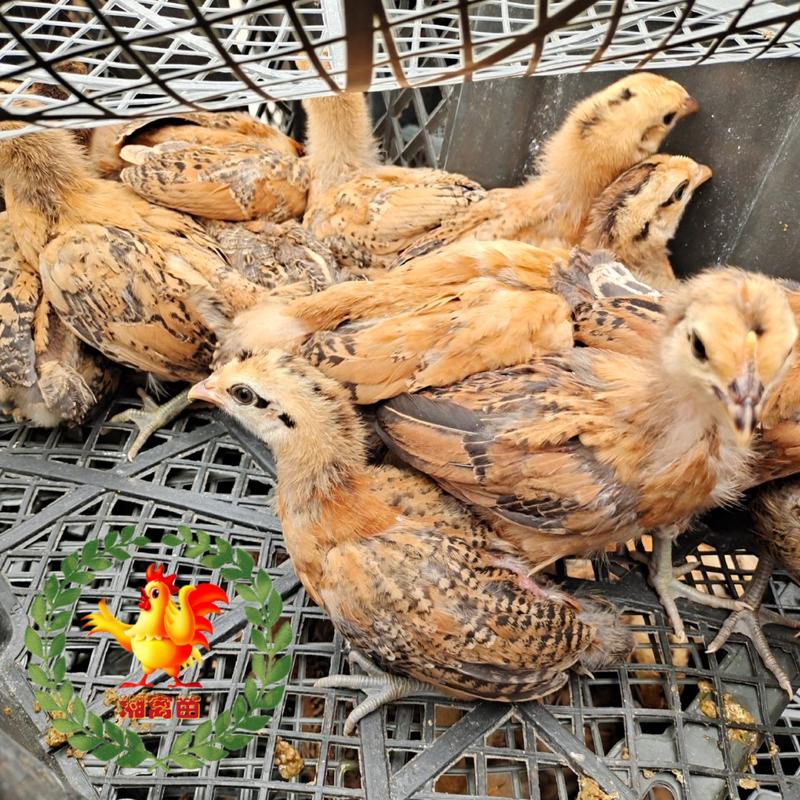 出售麻羽高产绿壳蛋鸡脱温苗一个月土鸡蛋鸡脱温鸡苗