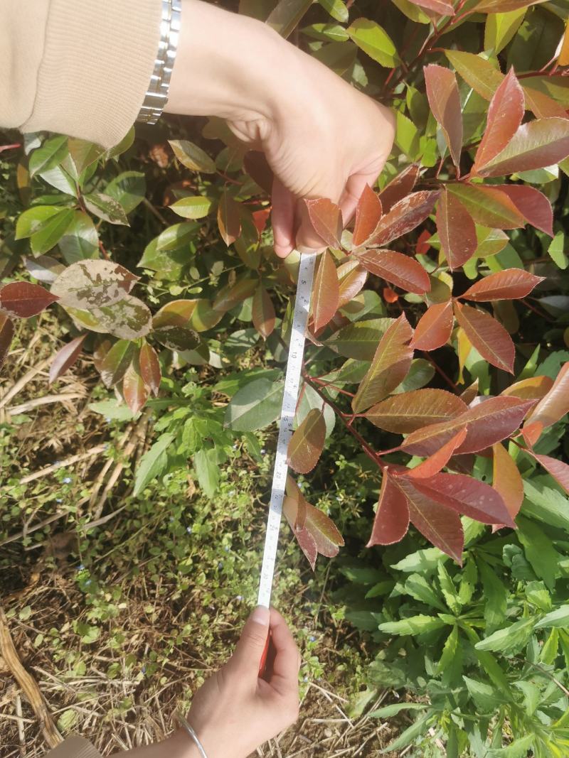 精品70高度红叶石楠小苗