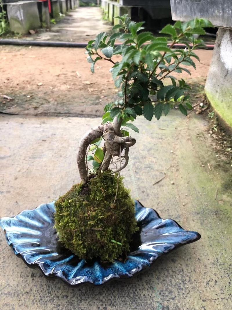 菖蒲