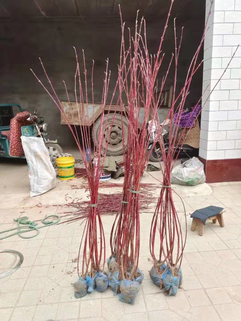 高度100厘米精品红瑞木