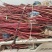 高度100厘米精品红瑞木