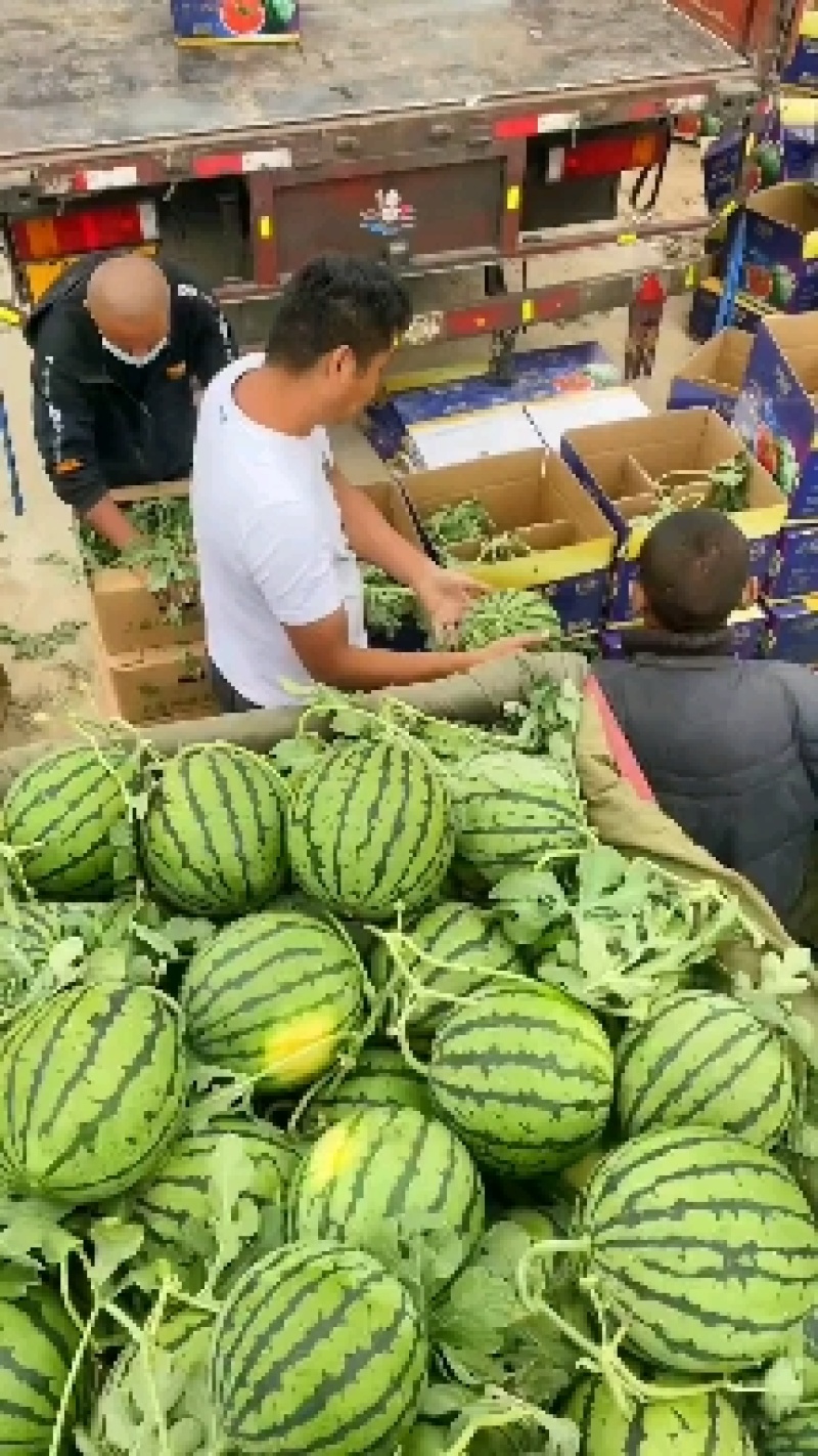 湖北西瓜8424西瓜美都西瓜麒麟西瓜一手货源视频看货