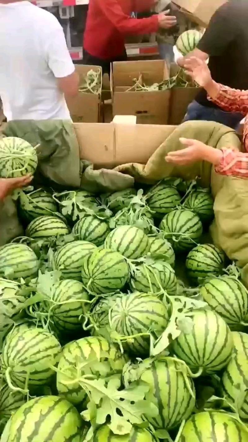 湖北西瓜8424西瓜美都西瓜麒麟西瓜一手货源视频看货