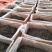 普耳茶，邦东大雪山高海拨的邦东大树茶2023年新茶上市
