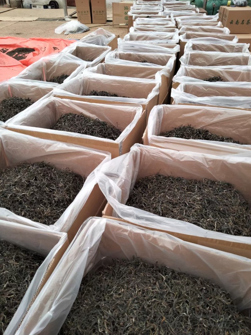 普耳茶，邦东大雪山高海拨的邦东大树茶2023年新茶上市