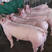 售三元仔猪，数量大，价格低，质量有保证，疫苗做完。