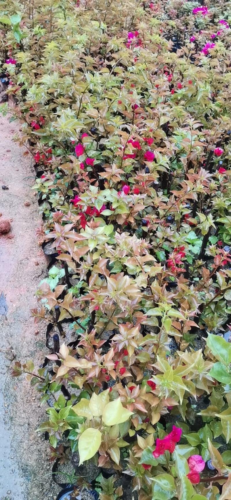 红花勒杜鹃(红花三角梅)花为艳红色，观花植物