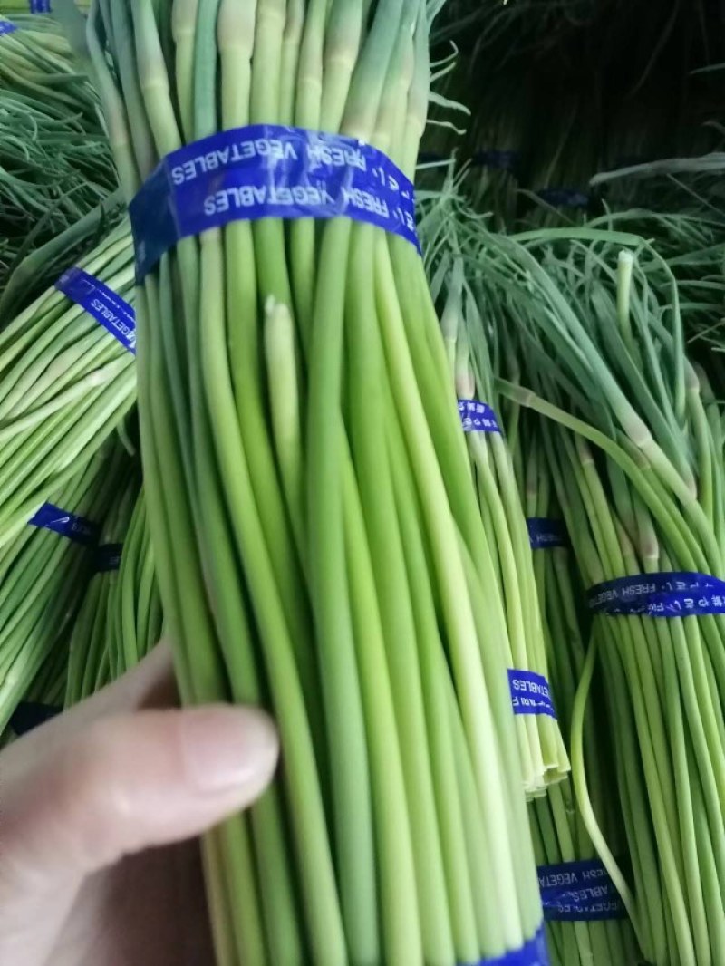 邳州红帽蒜薹新鲜上市，精品包装，质量保货量大走市场超市！