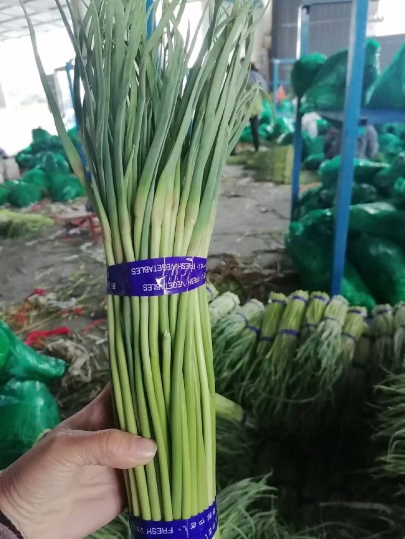 邳州红帽蒜薹新鲜上市，精品包装，质量保货量大走市场超市！