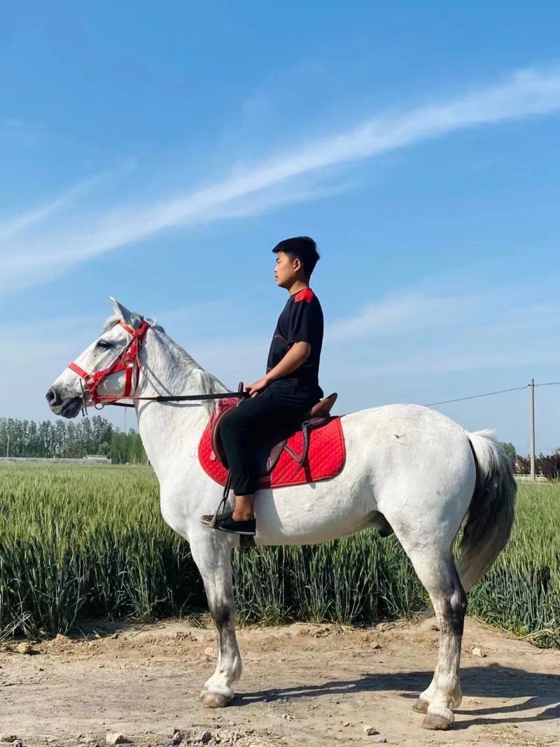 常年出售骑乘大马小矮马，景区可用，观赏用吗？