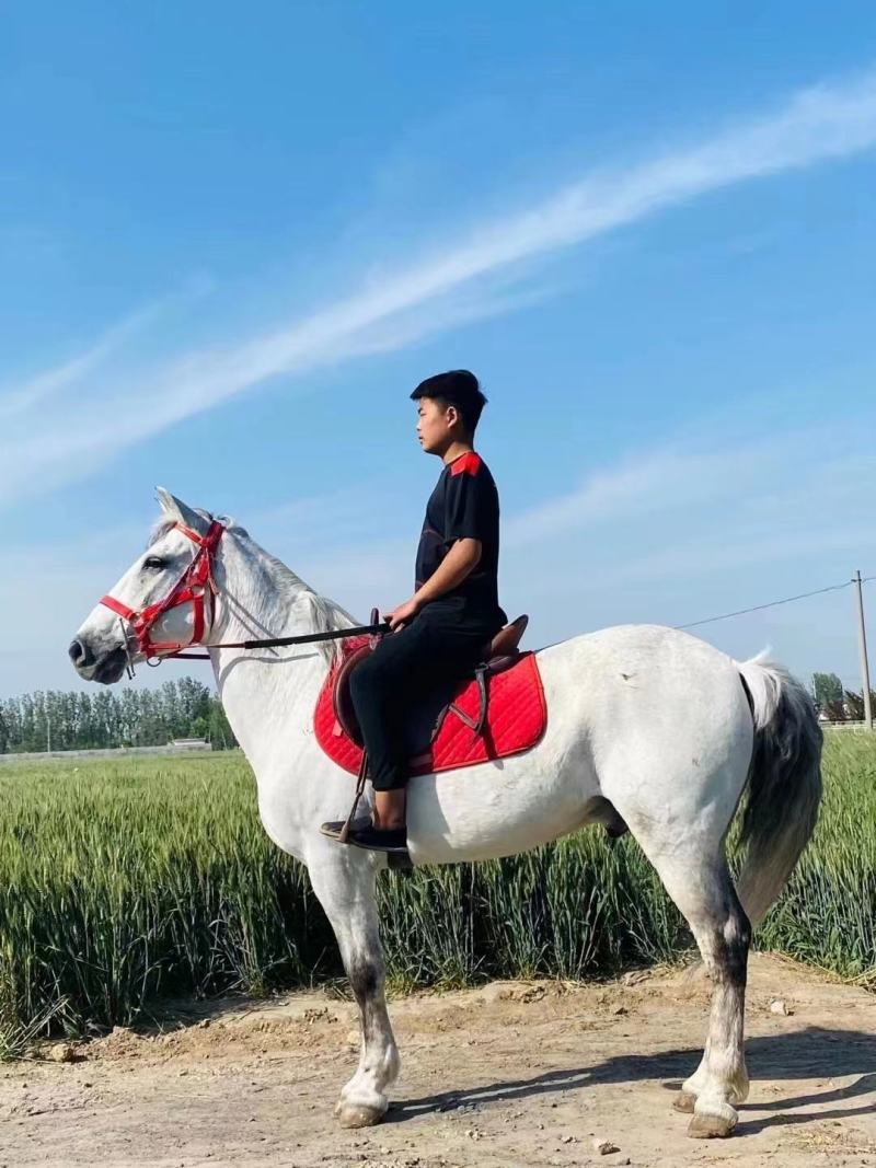 常年出售骑乘大马小矮马，景区可用，观赏用吗？