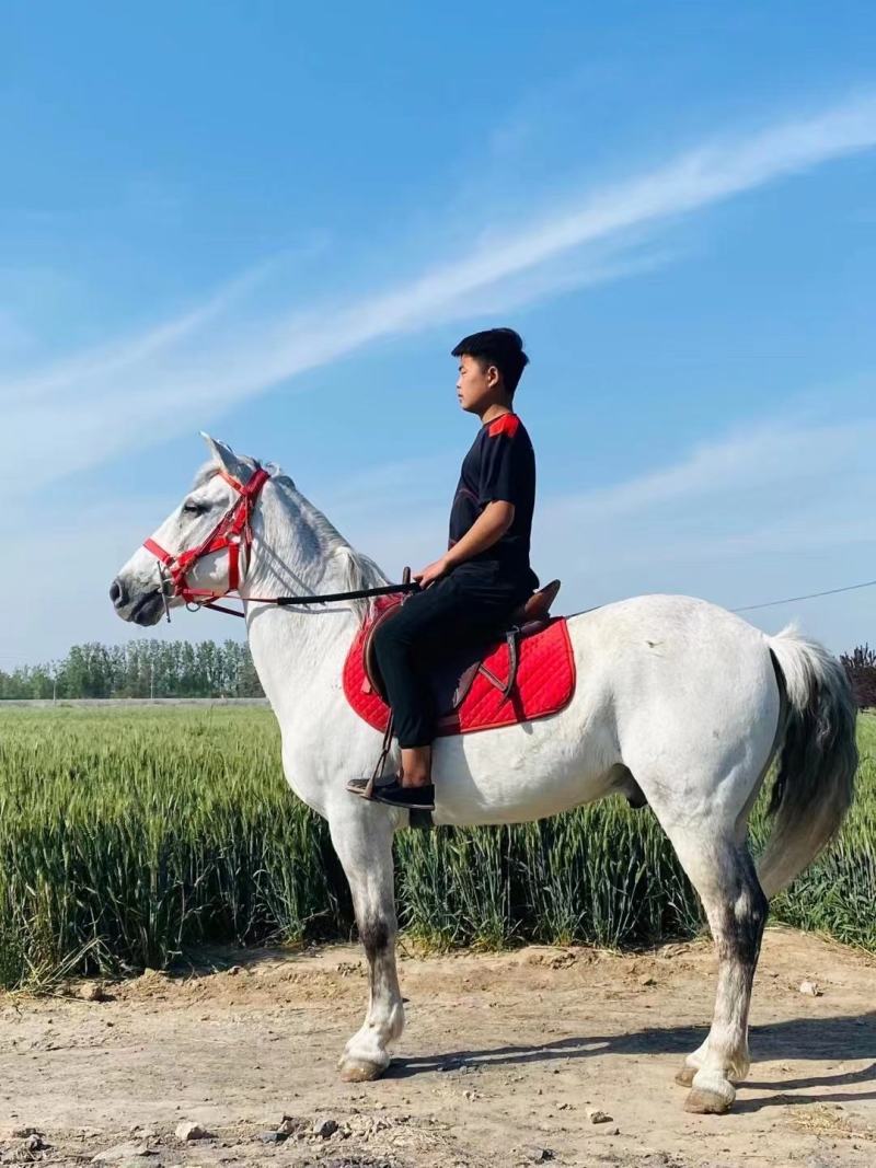 常年出售骑乘大马小矮马，景区可用，观赏用吗？