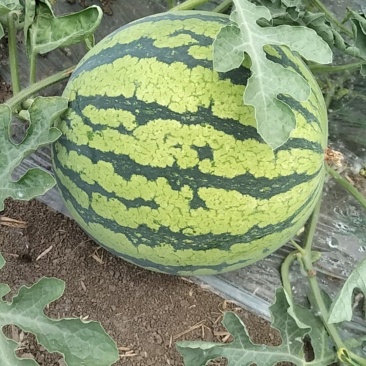 美都8424大量上市欢迎采购