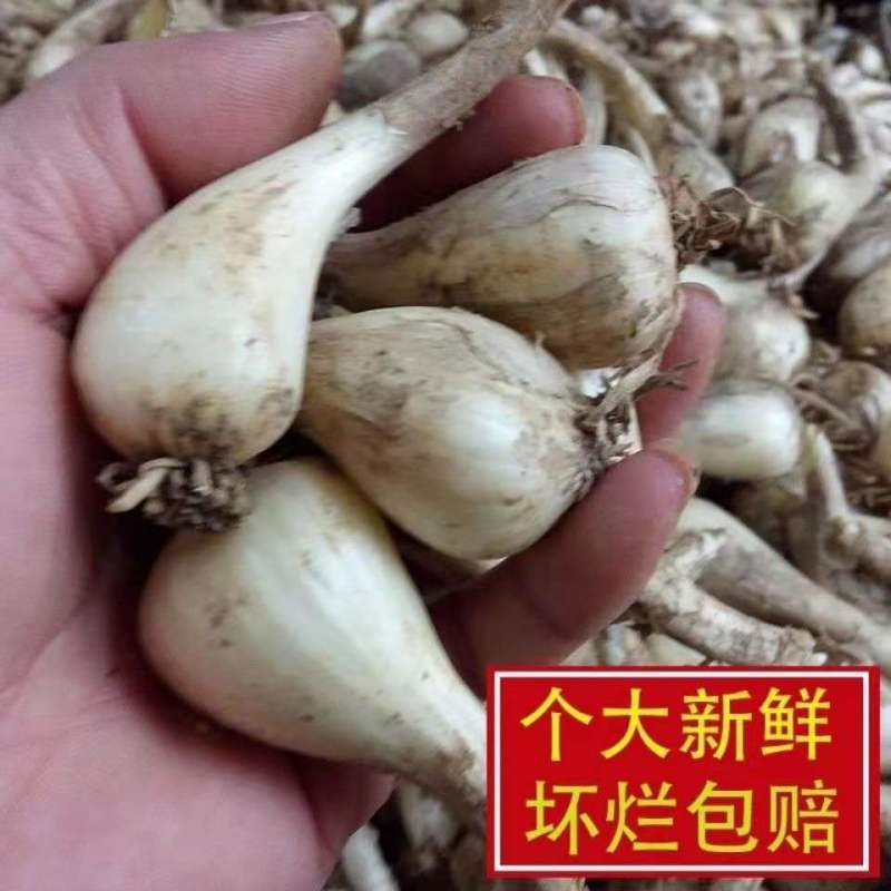 新鲜无叶荞头生茭头藠头酸乔头叫头爵头教头葱头酸辣桥头批发