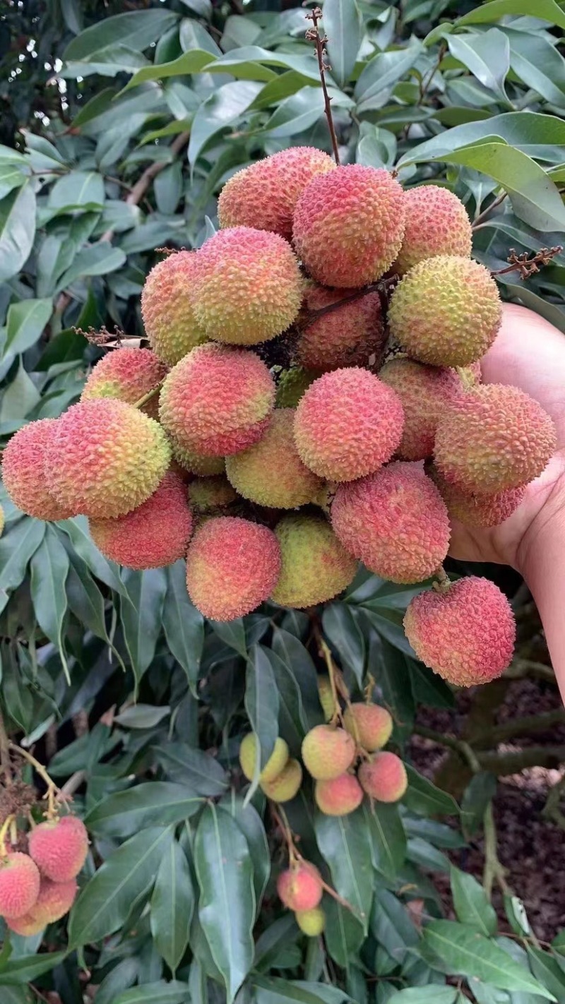 灵山妃子笑，贵味，鸡嘴，糯米池，黑叶，南国红，禾荔