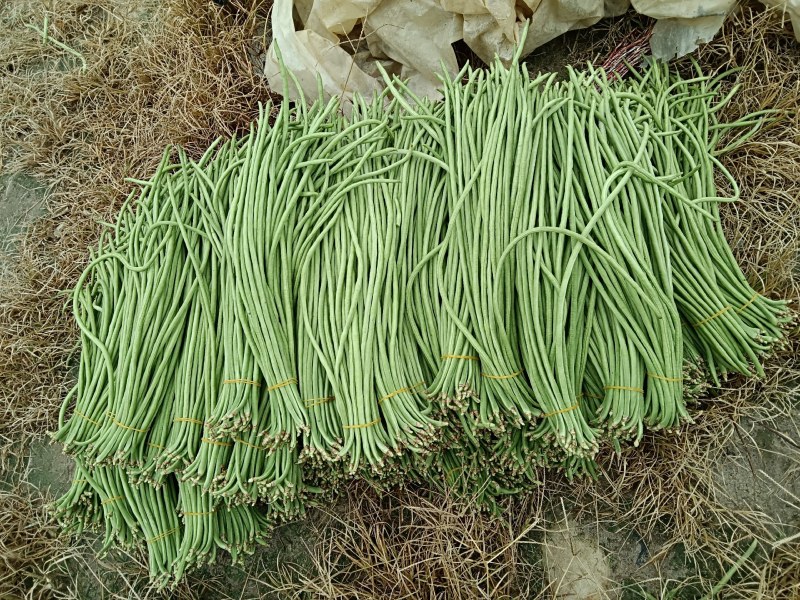 金平勐拉豇豆，价格便宜，每公斤3.5元