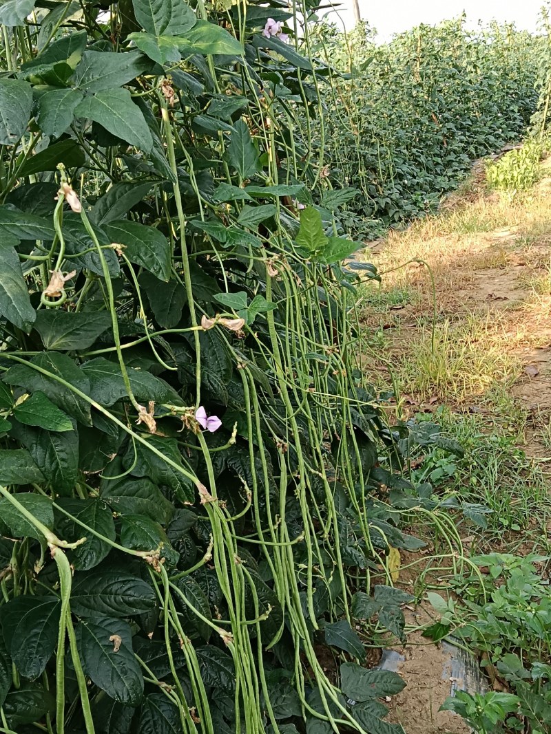 金平勐拉豇豆，价格便宜，每公斤3.5元