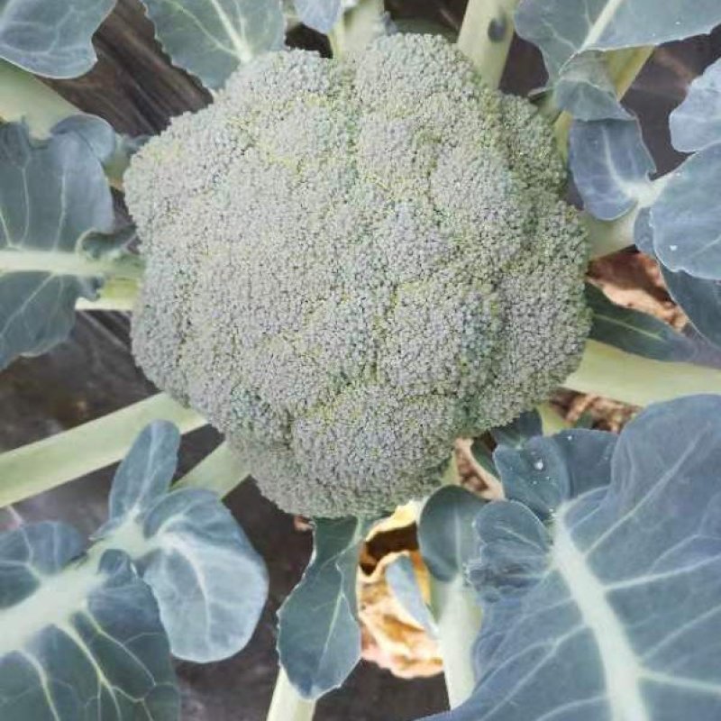 西蓝花大量供应长年有货