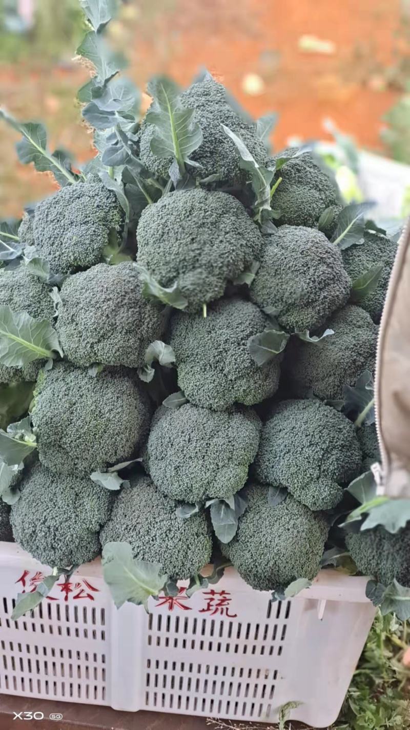 西蓝花大量供应长年有货