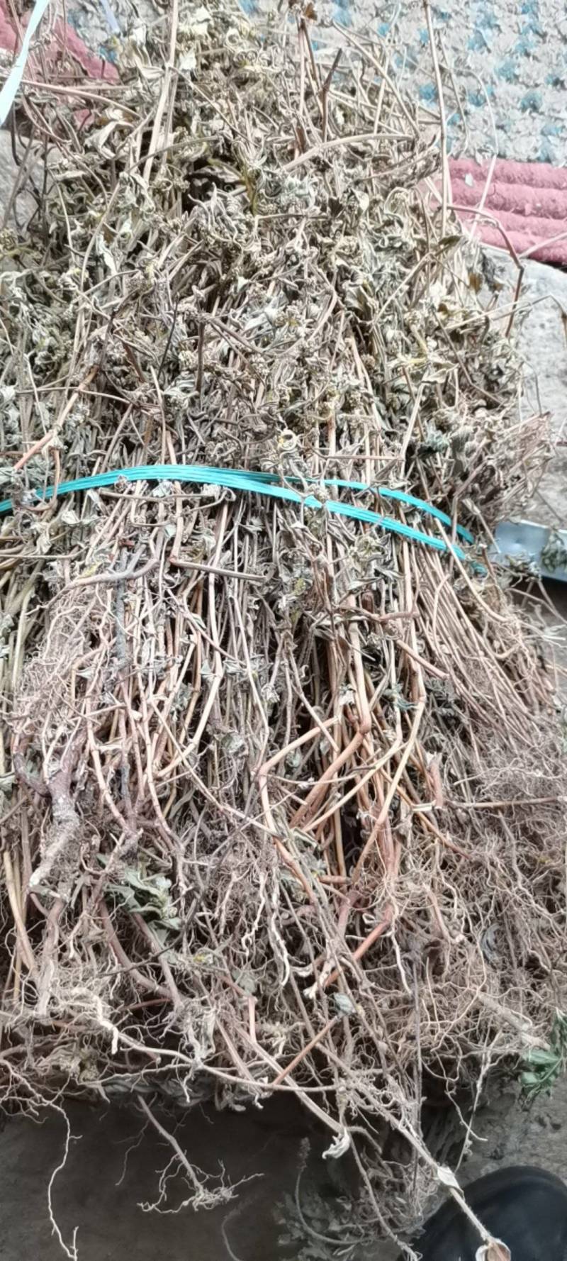 精品飞扬草，优质飞扬草条，飞扬草切段，广东产地直供
