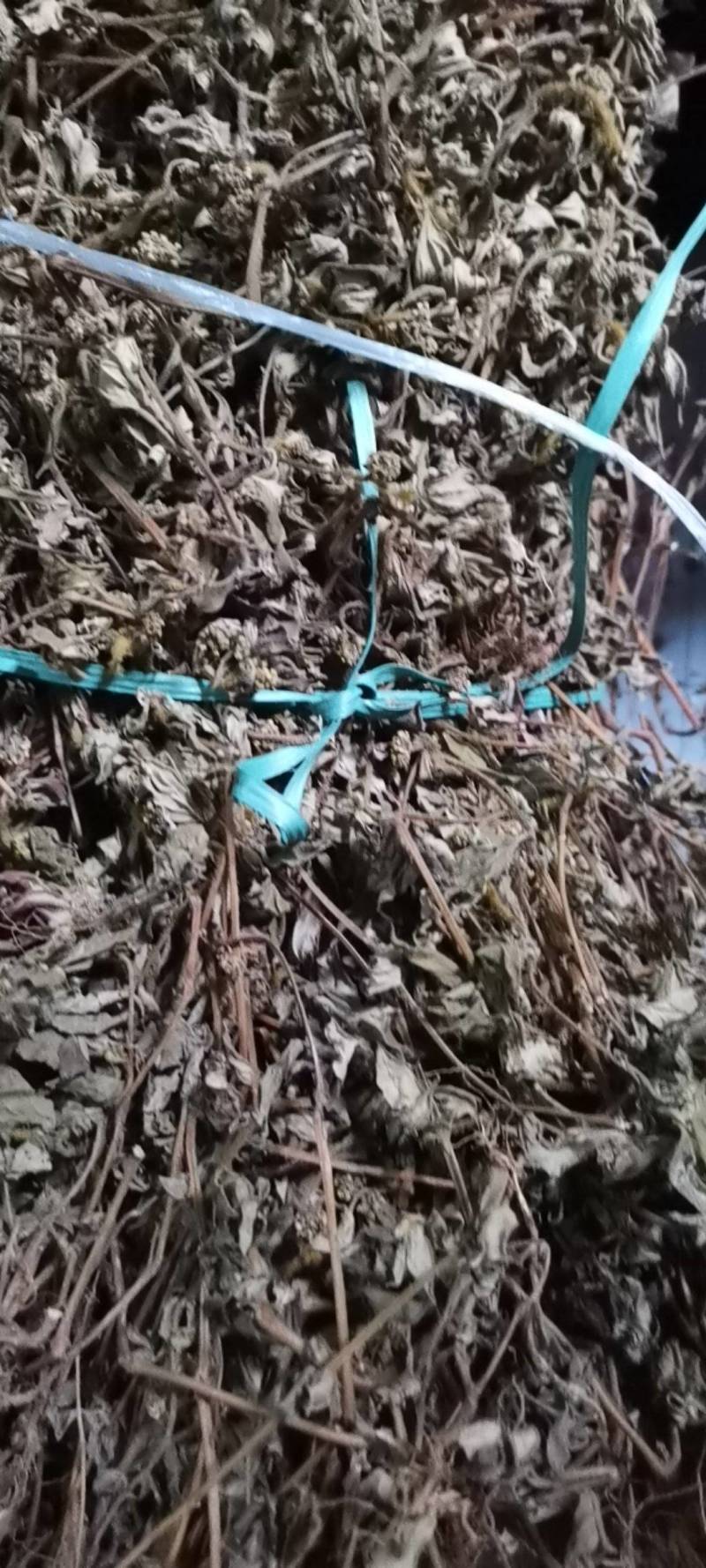 精品飞扬草，优质飞扬草条，飞扬草切段，广东产地直供