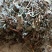 广东溪黄茶（白茶），野生品种，产地直供，量大从优