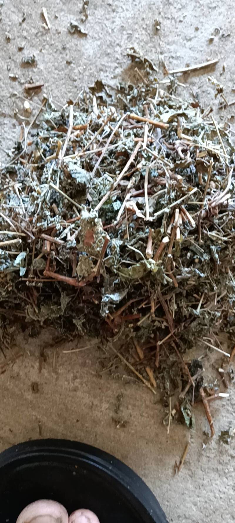 广东溪黄茶（白茶），野生品种，产地直供，量大从优