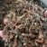 广东溪黄茶（白茶），野生品种，产地直供，量大从优