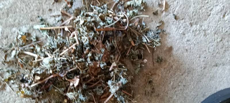 广东溪黄茶（白茶），野生品种，产地直供，量大从优
