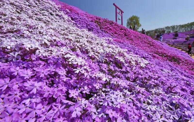 福禄考种子花卉春夏秋冬四季播种盆栽植物花草花种子阳台易活