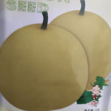 甜瓜种子凡20—新引进的早熟黄晕白肉薄皮甜瓜品种