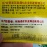 甜瓜种子凡20—新引进的早熟黄晕白肉薄皮甜瓜品种