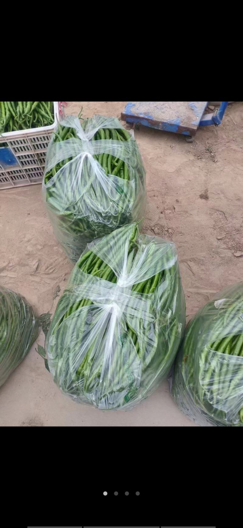 精品线椒薄皮线椒条形直颜色亮货源充足