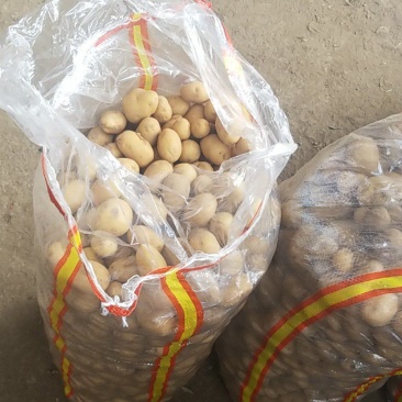 精品迷你小土豆，黄皮黄心，大量供应
