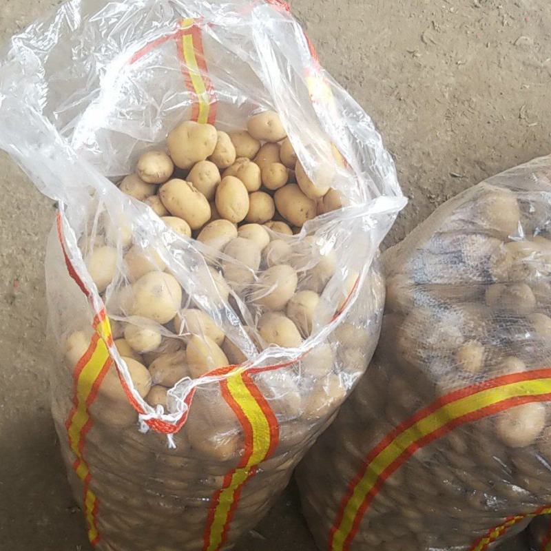 精品迷你小土豆，黄皮黄心，大量供应
