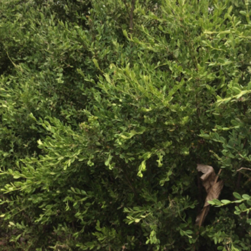 卖朝鲜黄杨！规格齐全！保证质量！保成活！