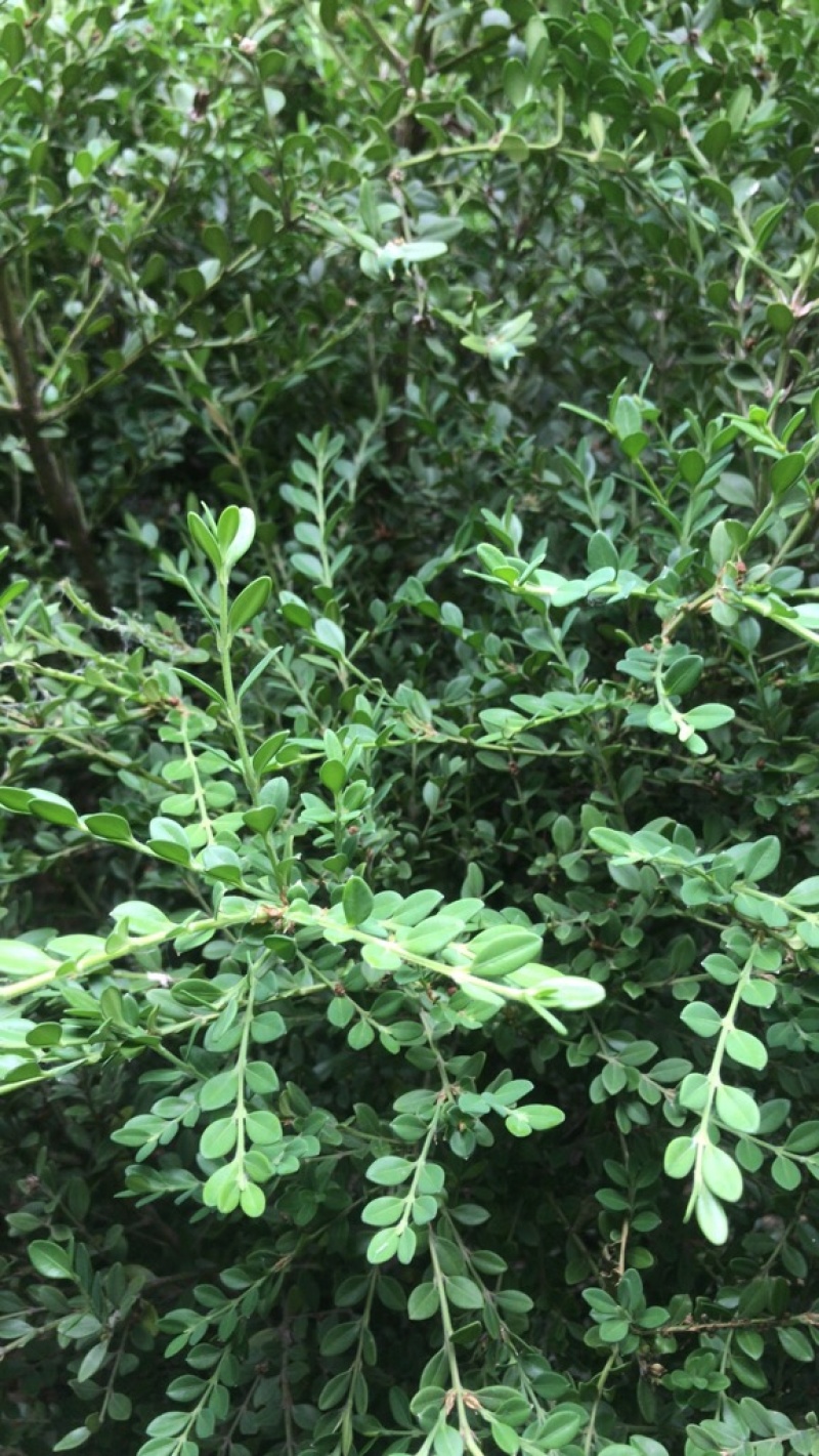 卖朝鲜黄杨！规格齐全！保证质量！保成活！