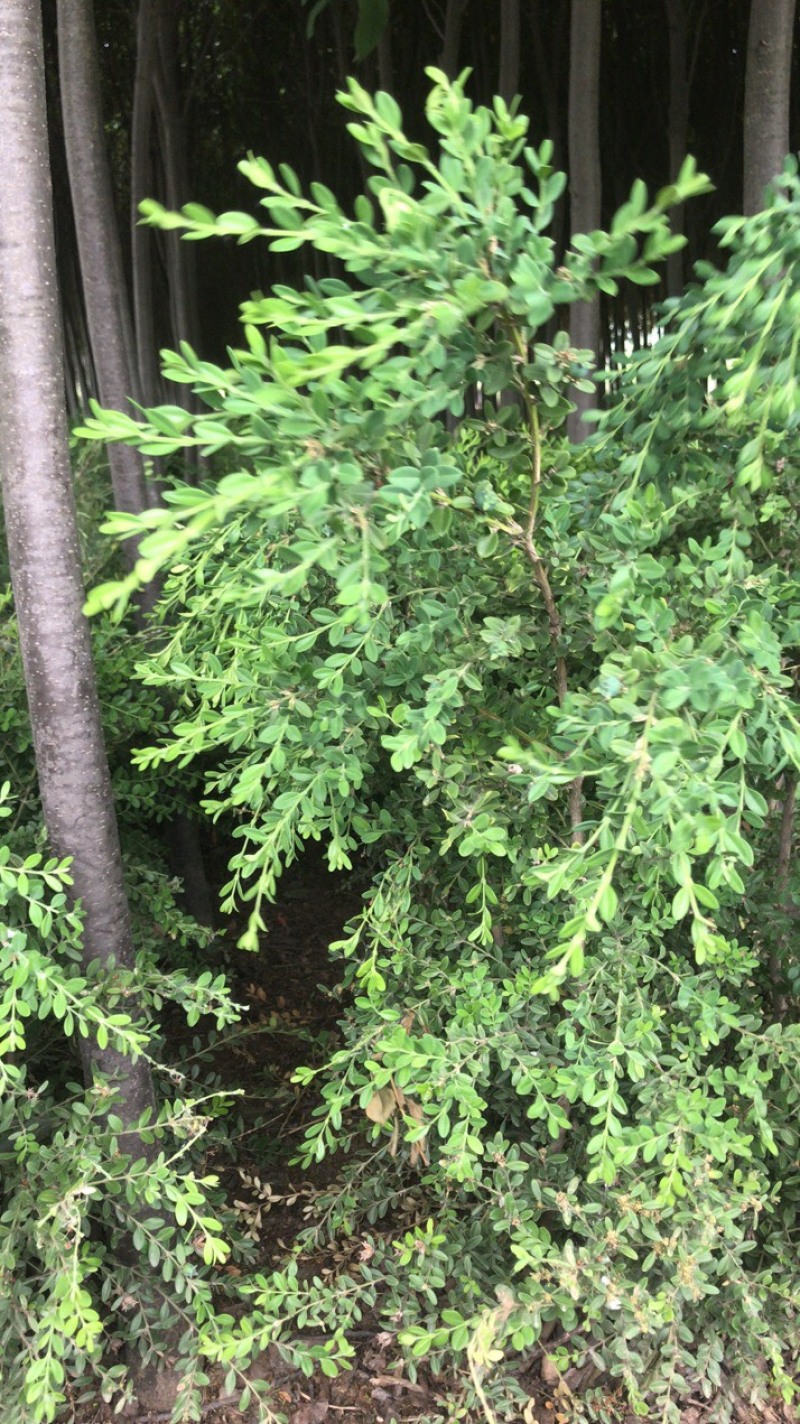 卖朝鲜黄杨！规格齐全！保证质量！保成活！