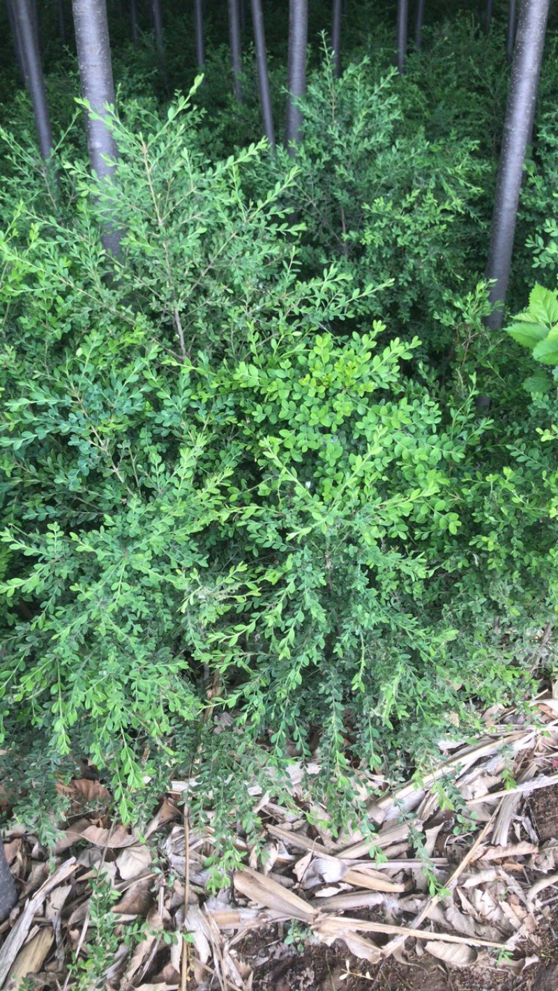 卖朝鲜黄杨！规格齐全！保证质量！保成活！