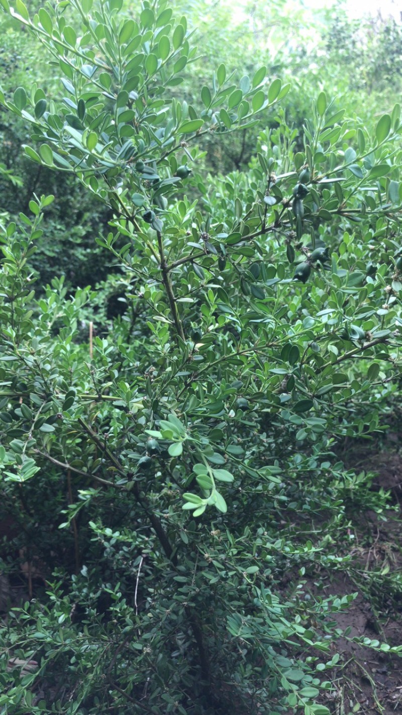 卖朝鲜黄杨！规格齐全！保证质量！保成活！