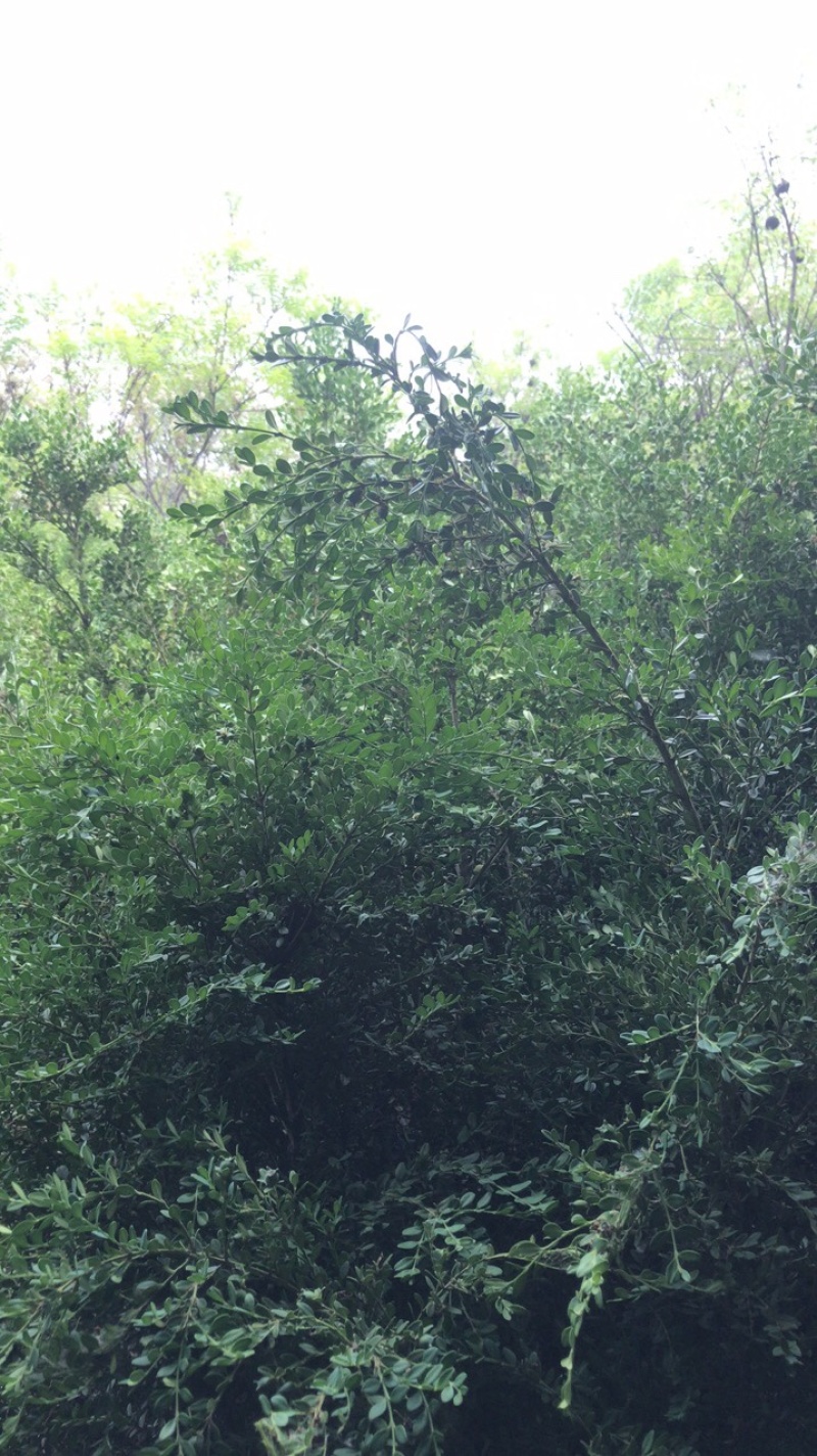 卖朝鲜黄杨！规格齐全！保证质量！保成活！