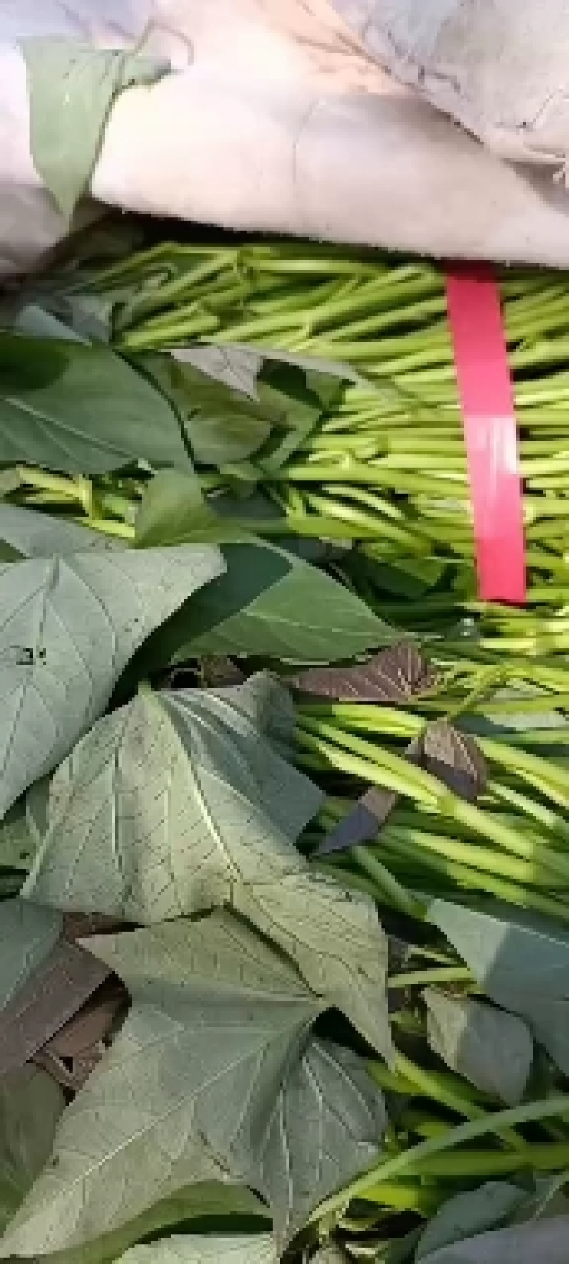 西瓜红红薯苗，本地大田苗，龙九红薯苗等