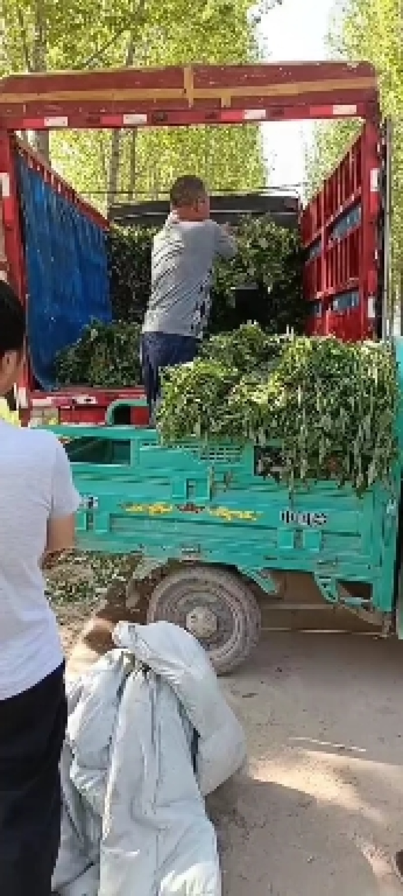 西瓜红红薯苗，本地大田苗，龙九红薯苗等